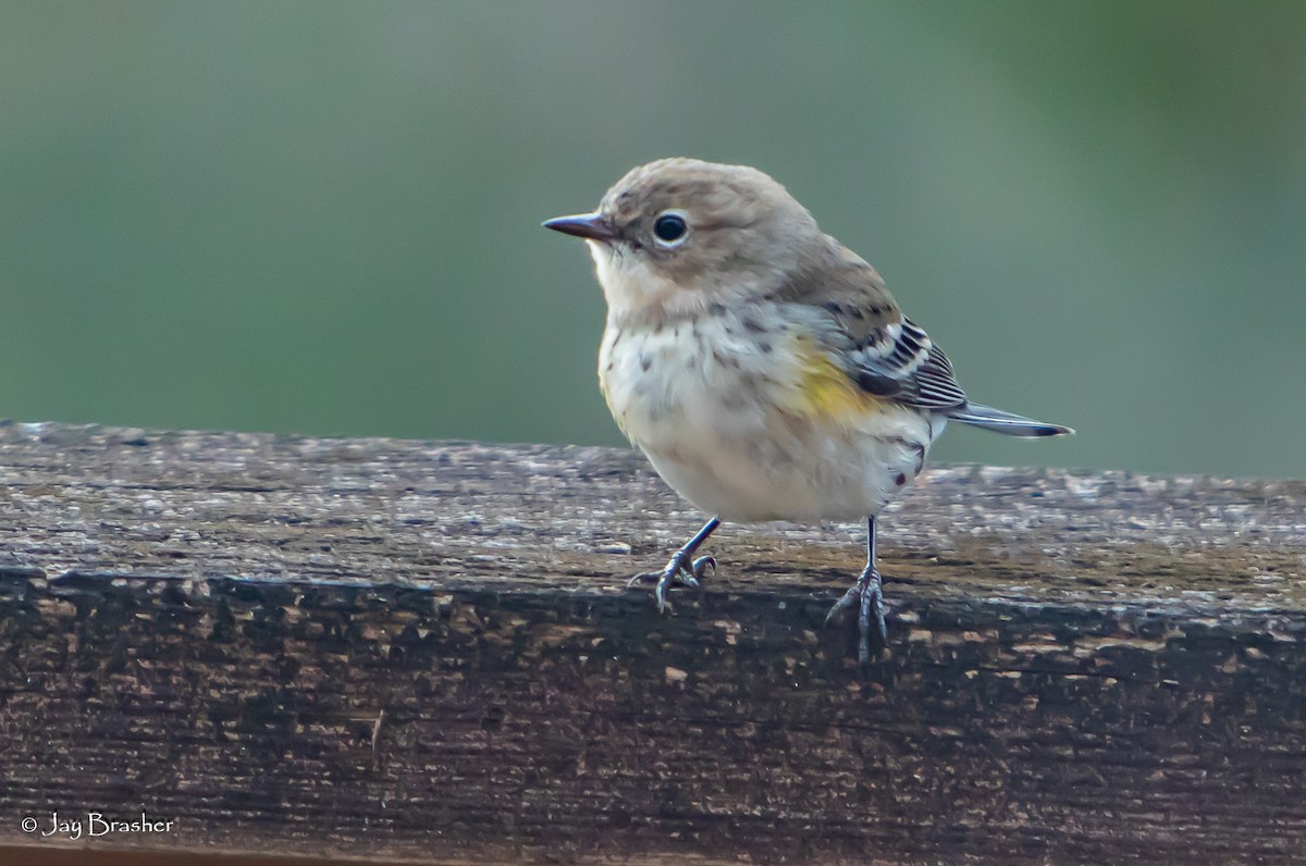 lesňáček žlutoskvrnný (ssp. coronata) - ML646584511