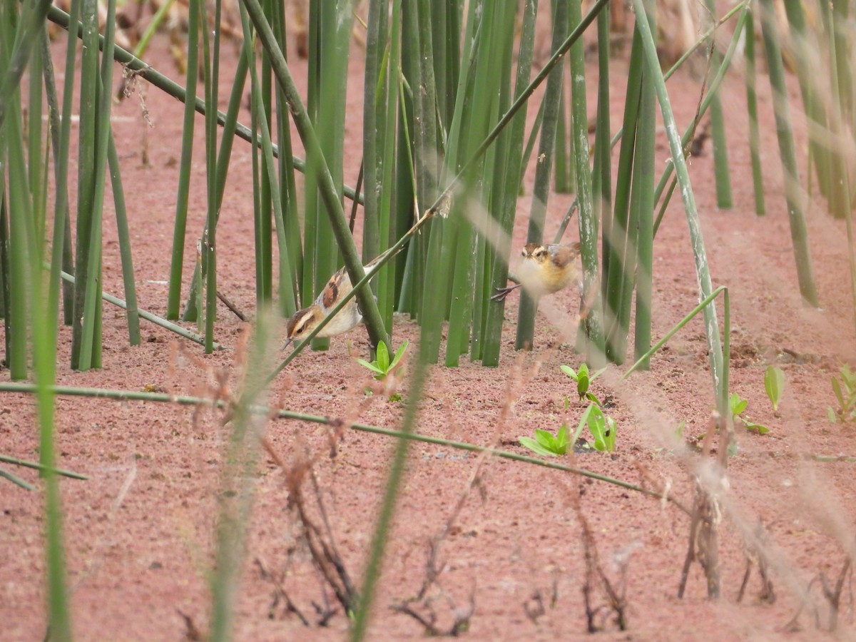 Junquero troglodyte - ML646584512