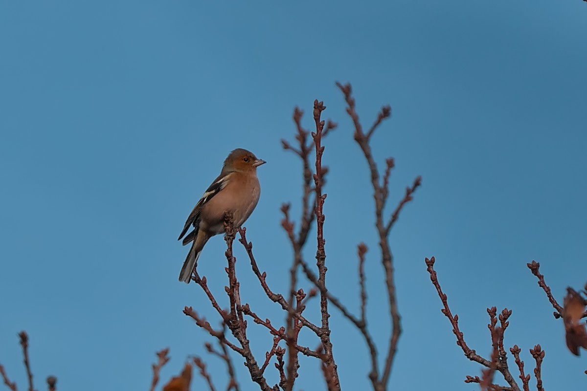 Common Chaffinch - ML646584513