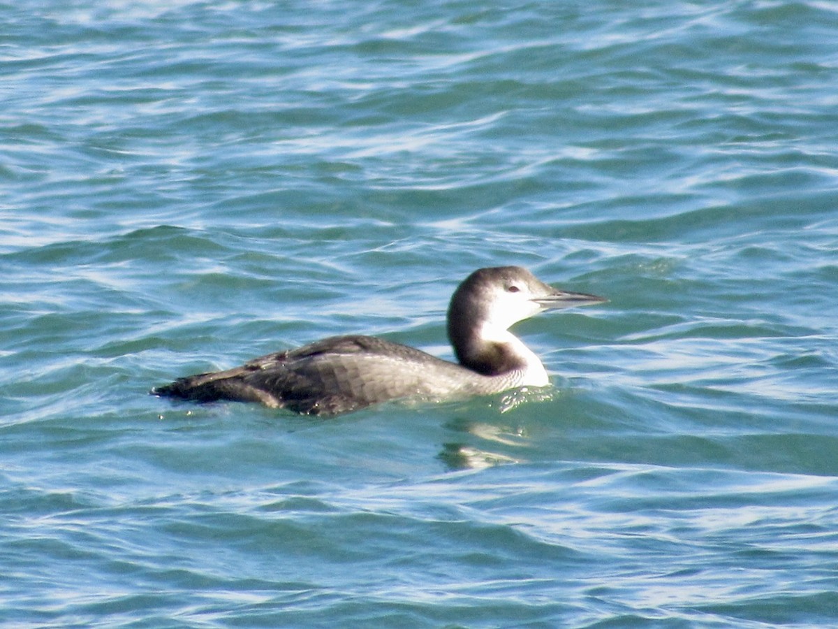 Common Loon - ML646584520