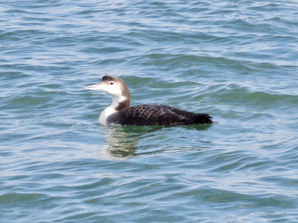 Common Loon - ML646584521