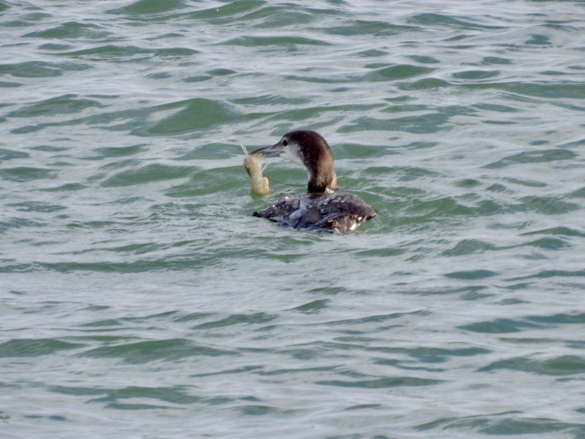 Common Loon - ML646584522