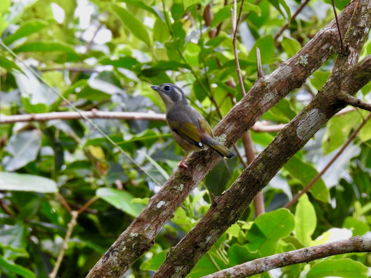 White-browed Shrike-Babbler - ML646584524
