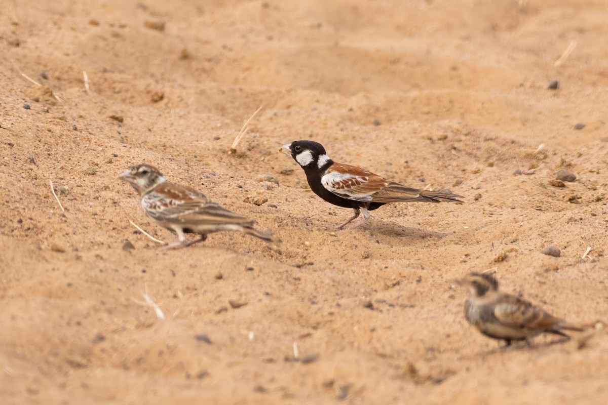 Terrera Orejiblanca - ML646584527