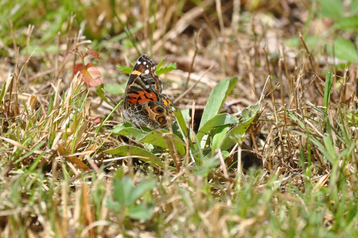 Amerikanischer Distelfalter - ML646584528