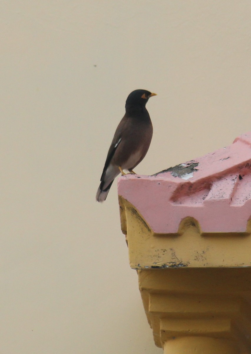 Common Myna - ML646584531