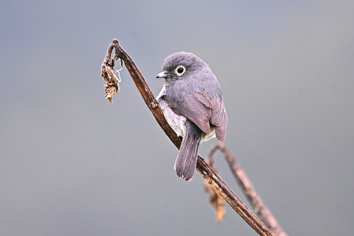 White-eyed Slaty-Flycatcher - ML646584539