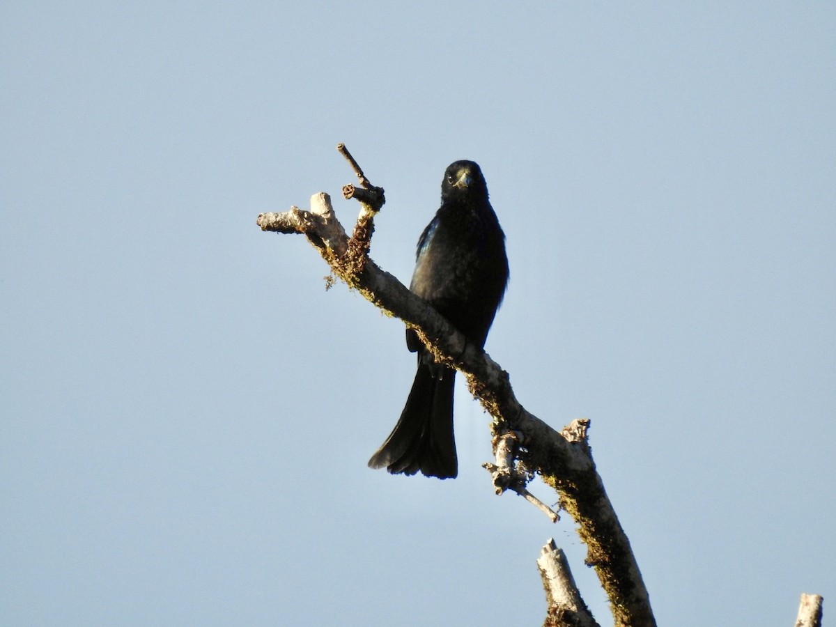 Hair-crested Drongo - ML646584541