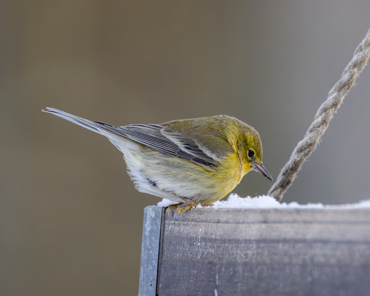 Çam Ötleğeni - ML646584542