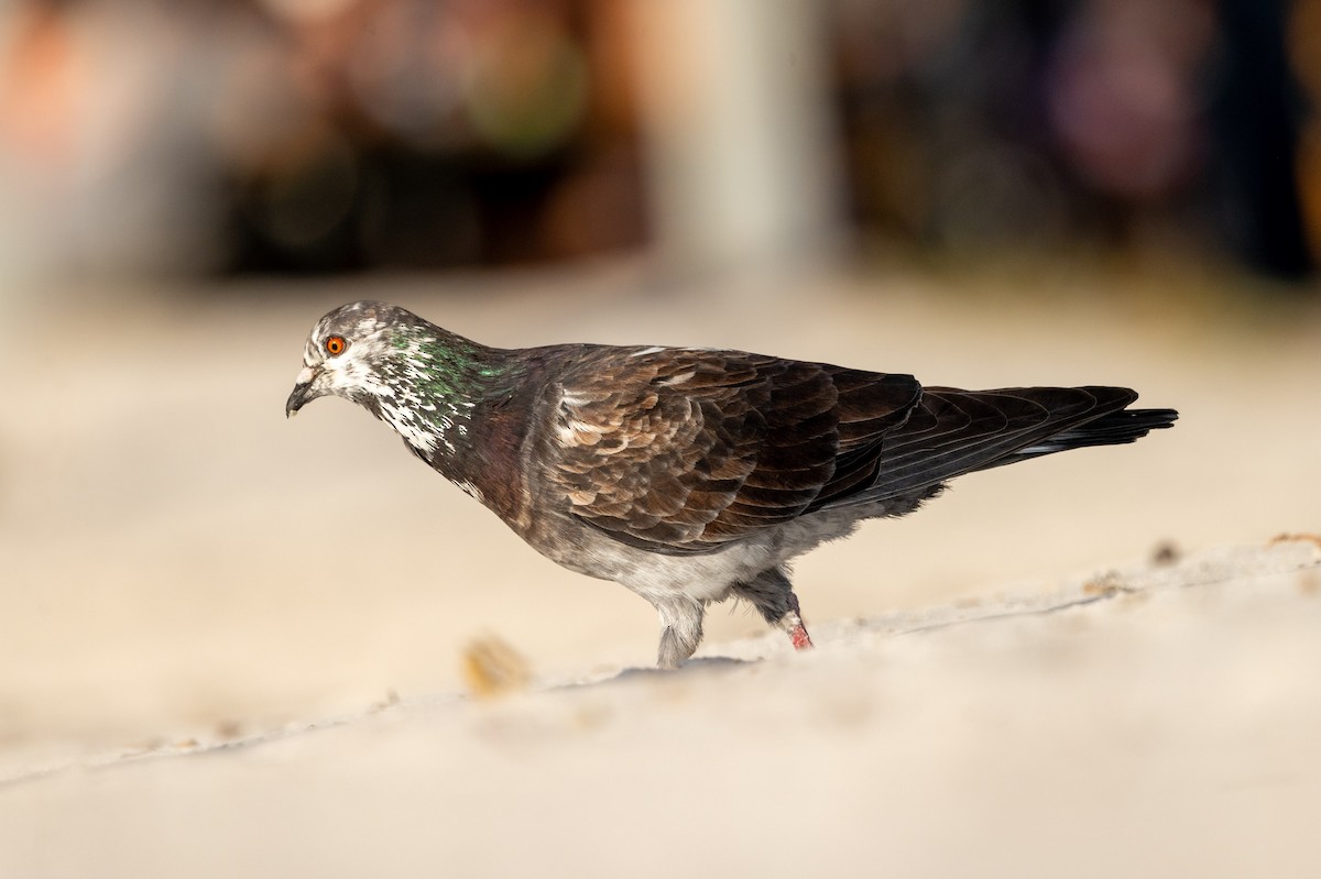 Rock Pigeon (Feral Pigeon) - ML646584550