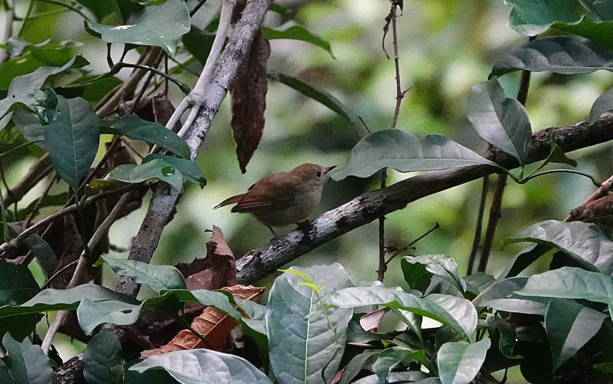 Large-billed Scrubwren - ML646584556