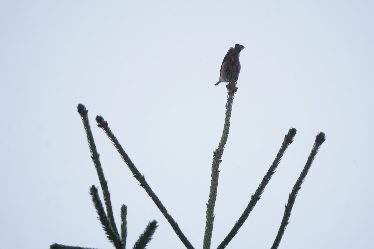 Garrapo eurasiarra - ML646584559