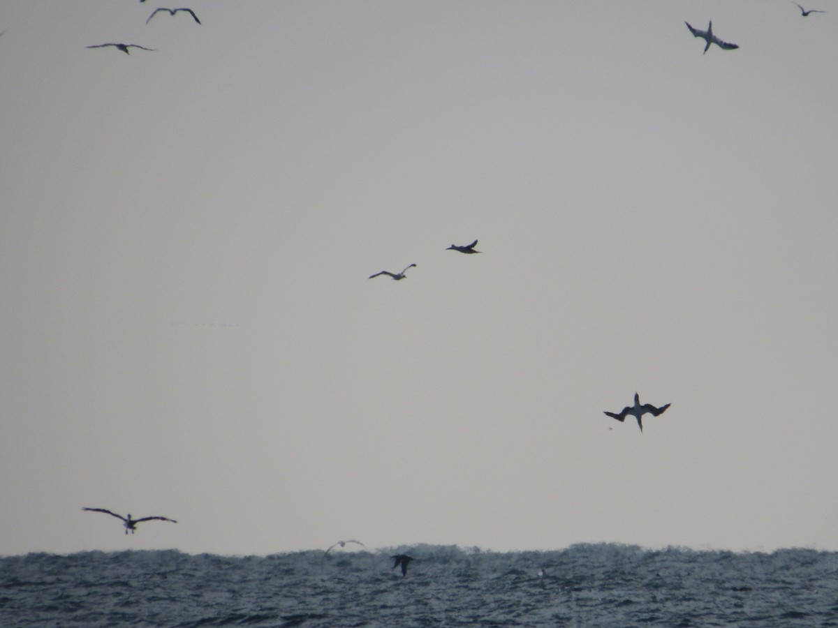 Northern Gannet - ML646584562