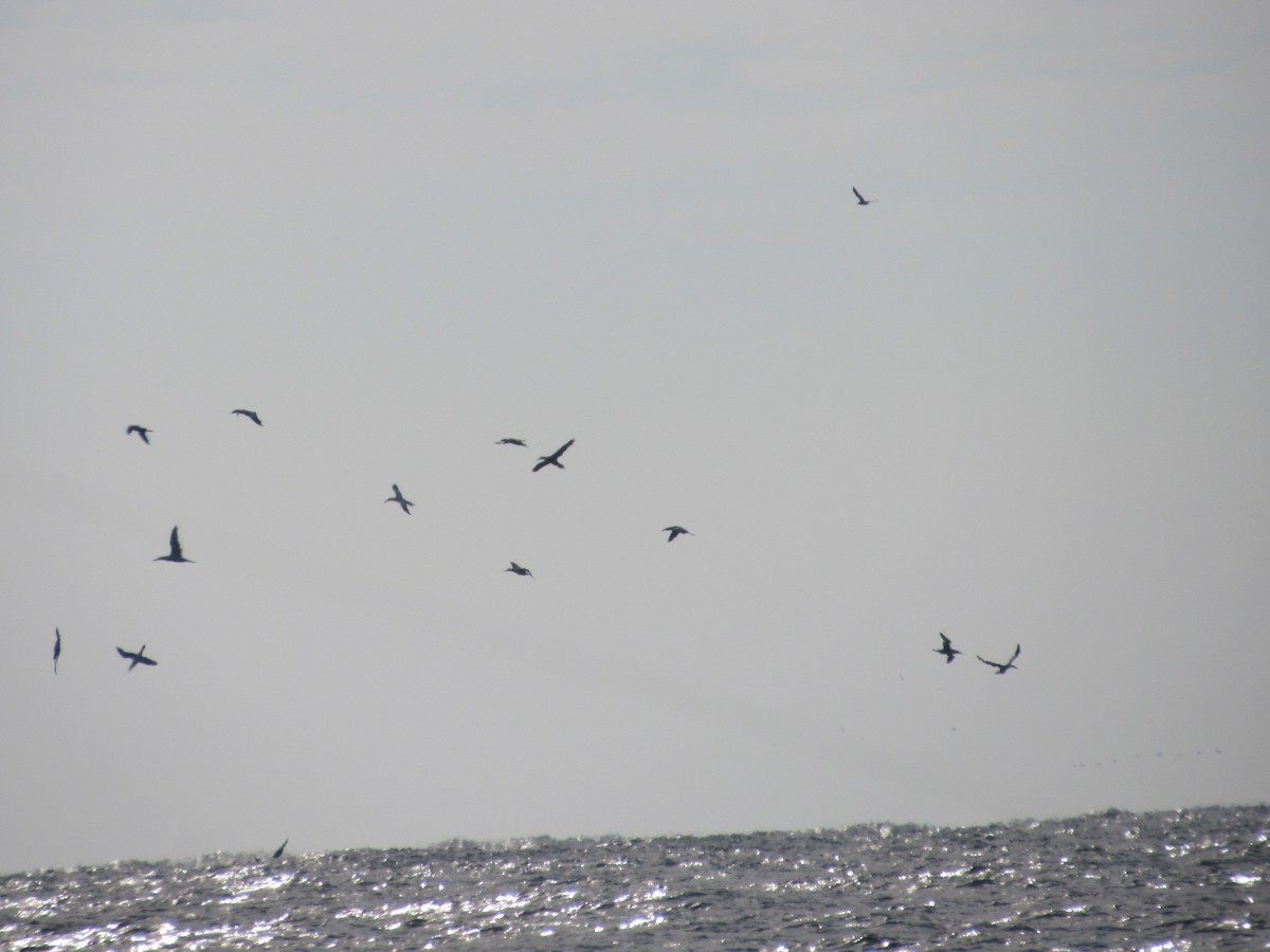 Northern Gannet - ML646584563