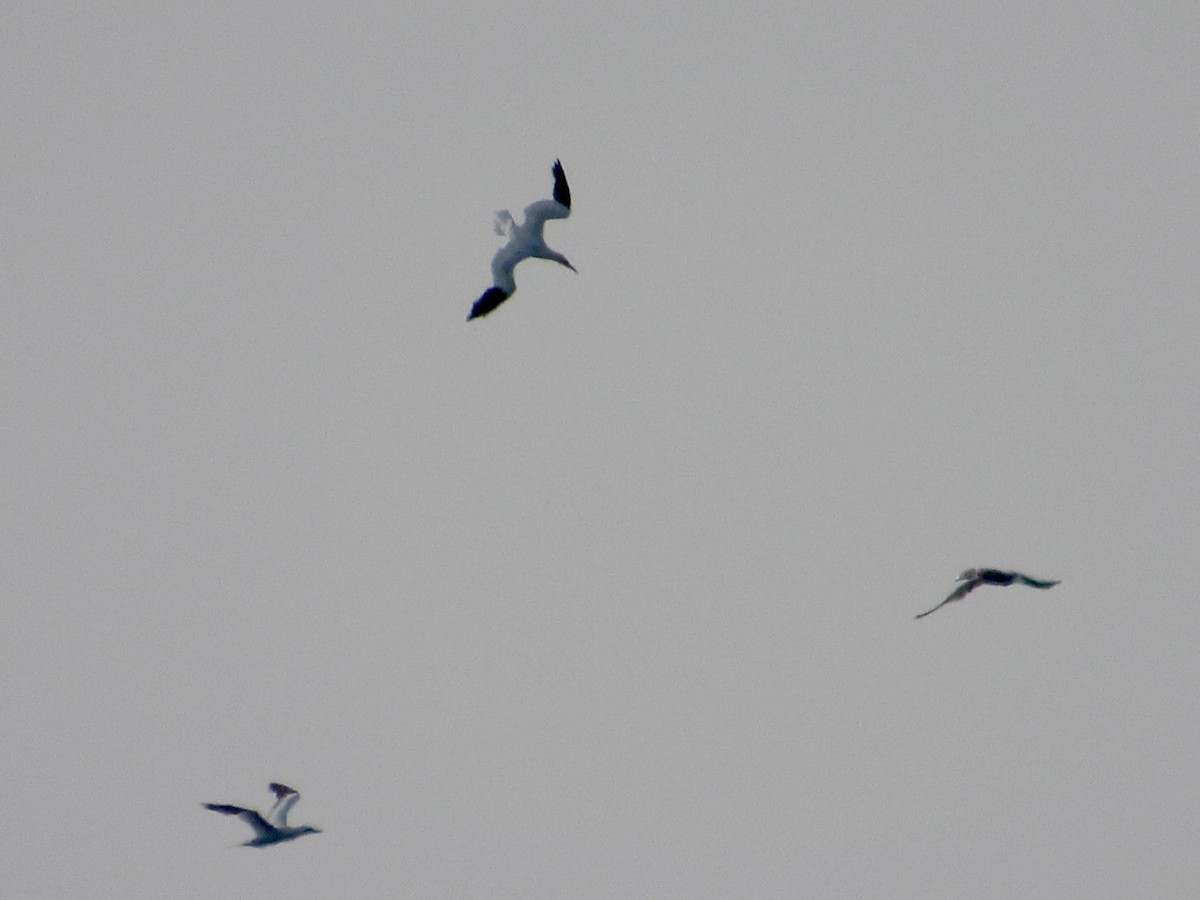 Northern Gannet - ML646584564