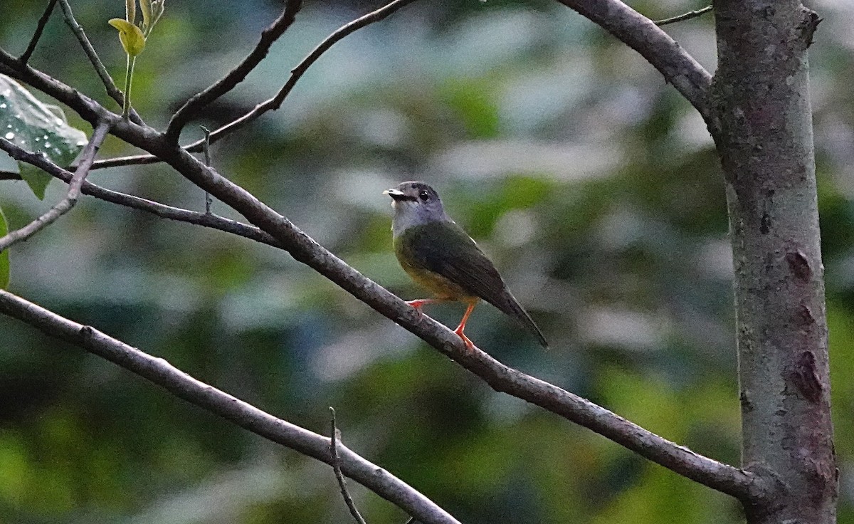 Pale-yellow Robin - ML646584566