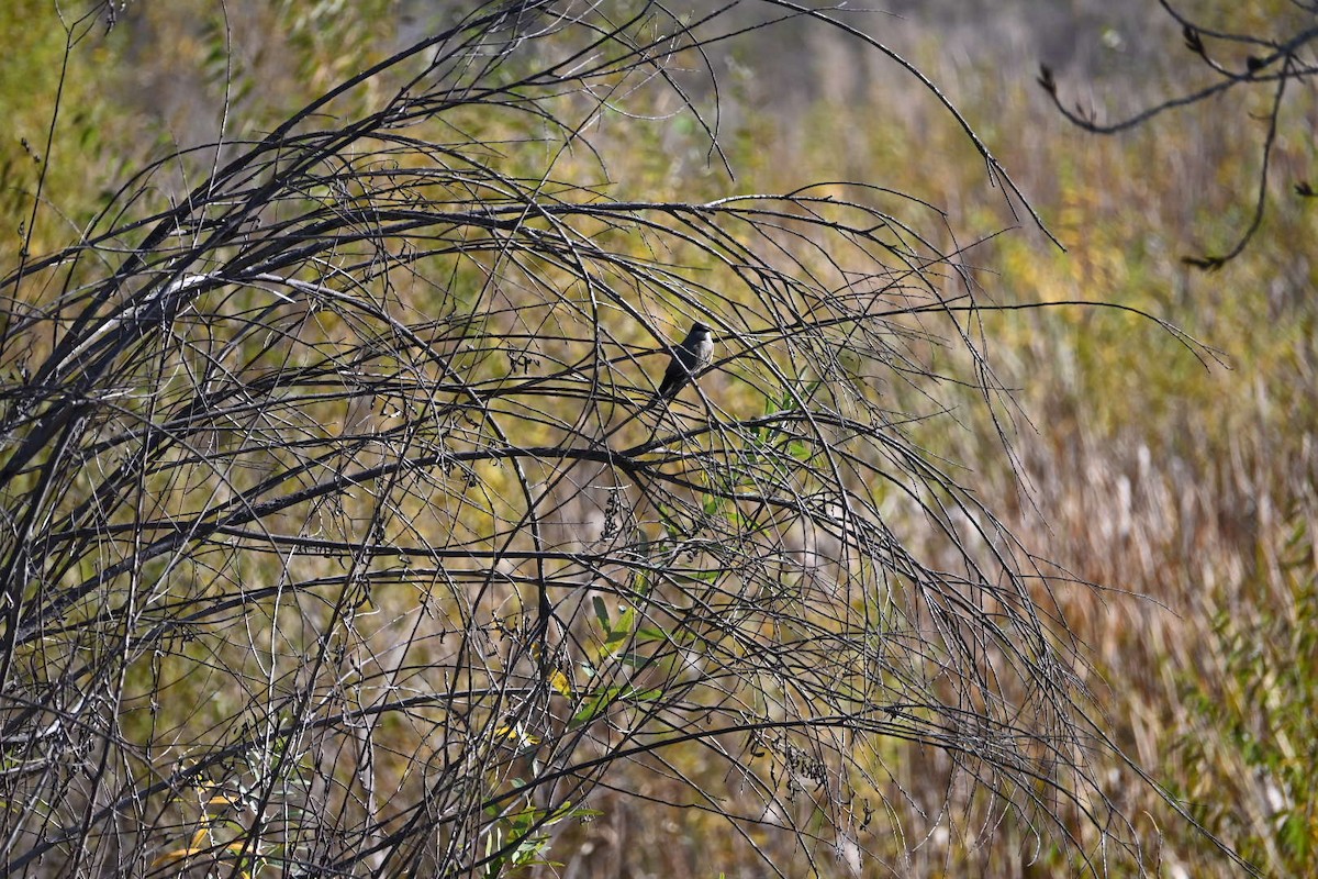 Tyran de Cassin - ML646584571