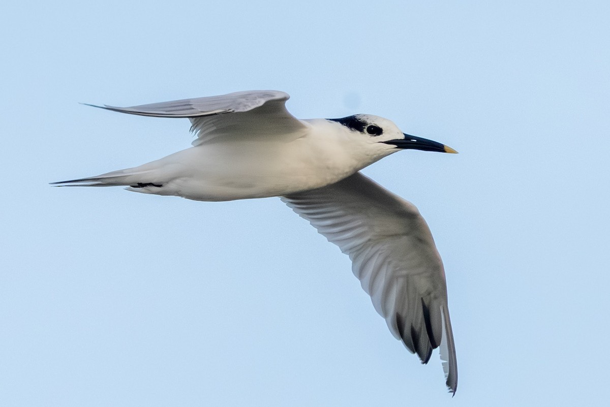 Sandwich Tern - ML646584575
