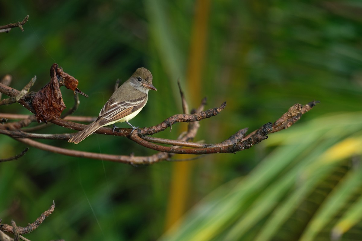 Great Crested Flycatcher - ML646584577