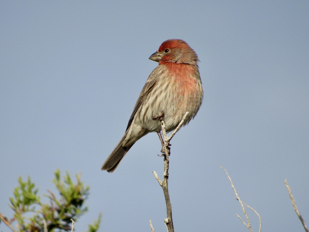 House Finch - ML646584578