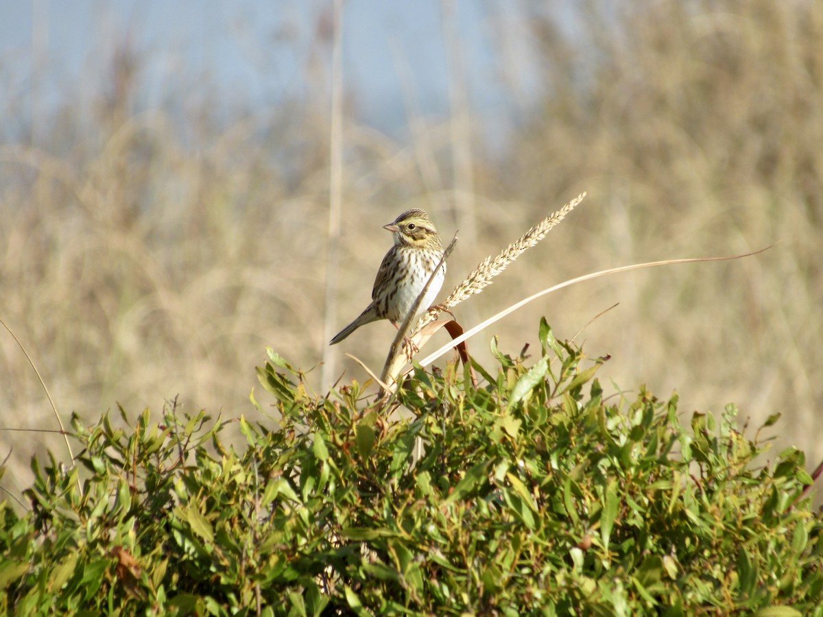Savannah Serçesi - ML646584583