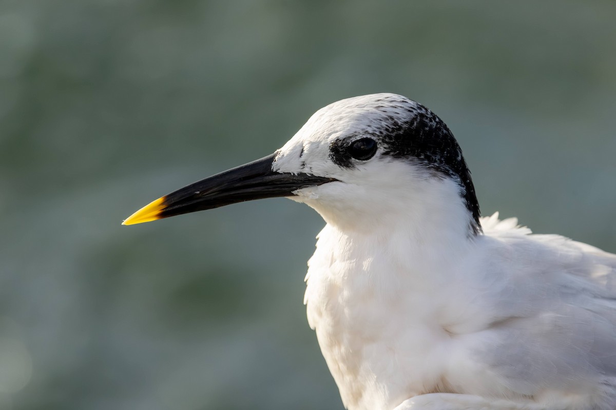 Sandwich Tern - ML646584584