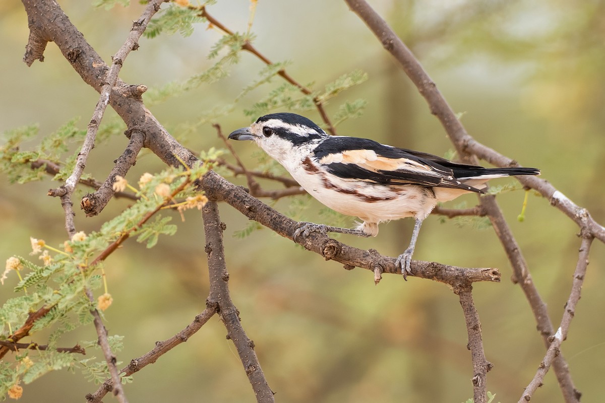 Brubrú - ML646584590