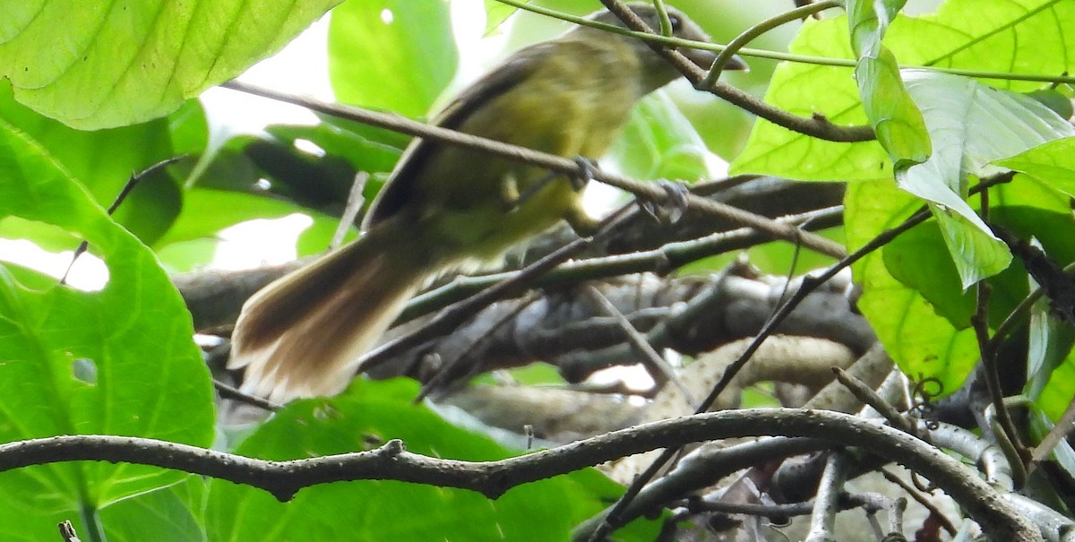 Габія червоногорла - ML646584591