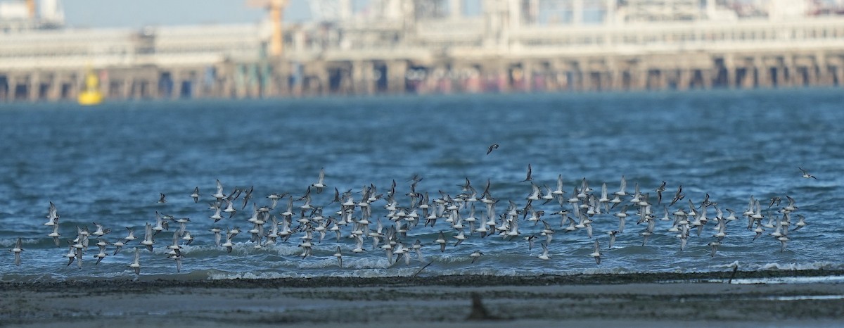 Tibetan Sand-Plover - ML646584592