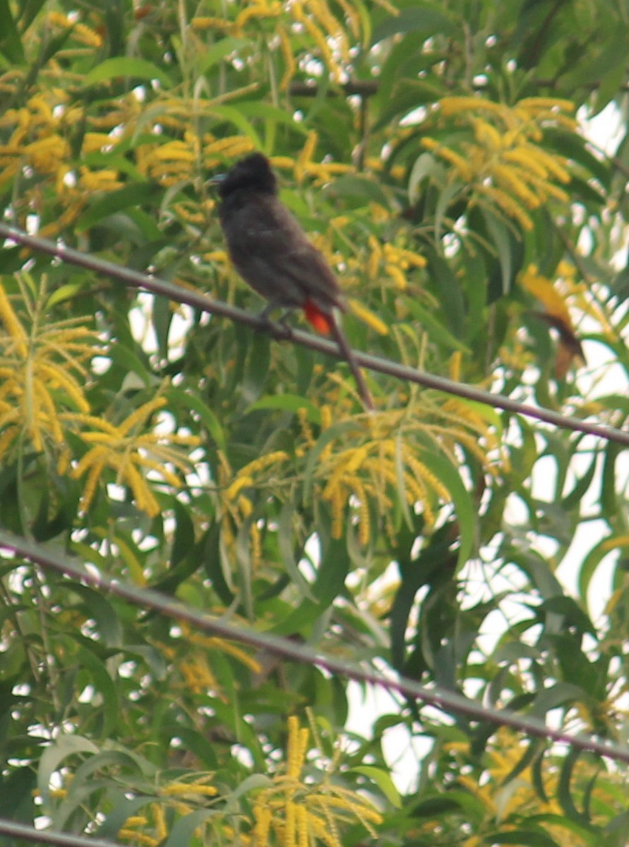 Red-vented Bulbul - ML646584593
