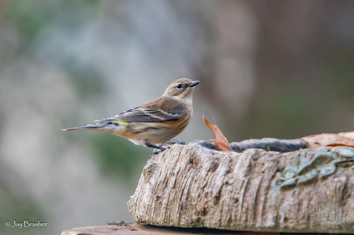 lesňáček žlutoskvrnný (ssp. coronata) - ML646584605