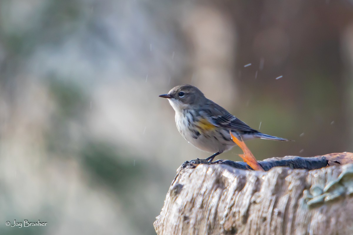 lesňáček žlutoskvrnný (ssp. coronata) - ML646584606