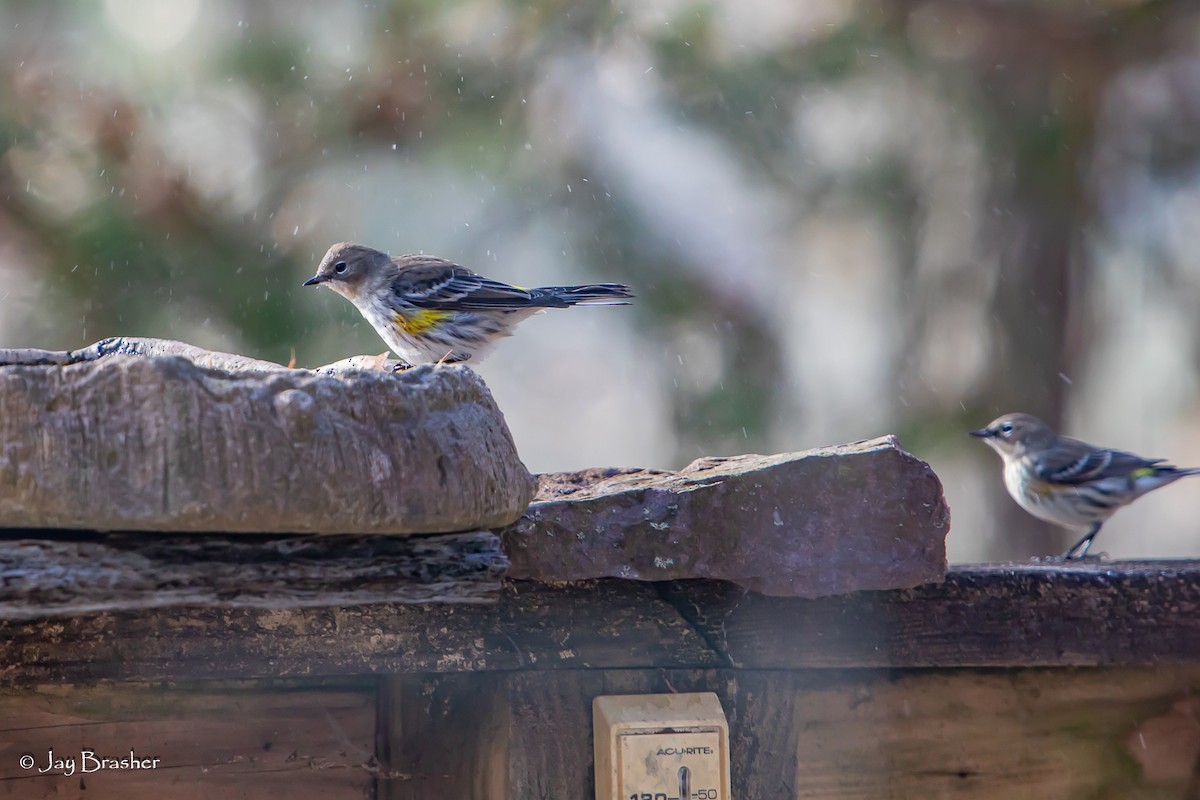 lesňáček žlutoskvrnný (ssp. coronata) - ML646584607