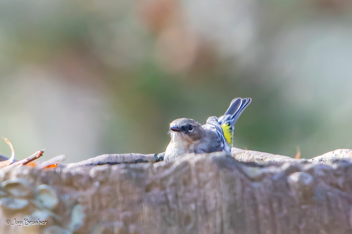 lesňáček žlutoskvrnný (ssp. coronata) - ML646584608