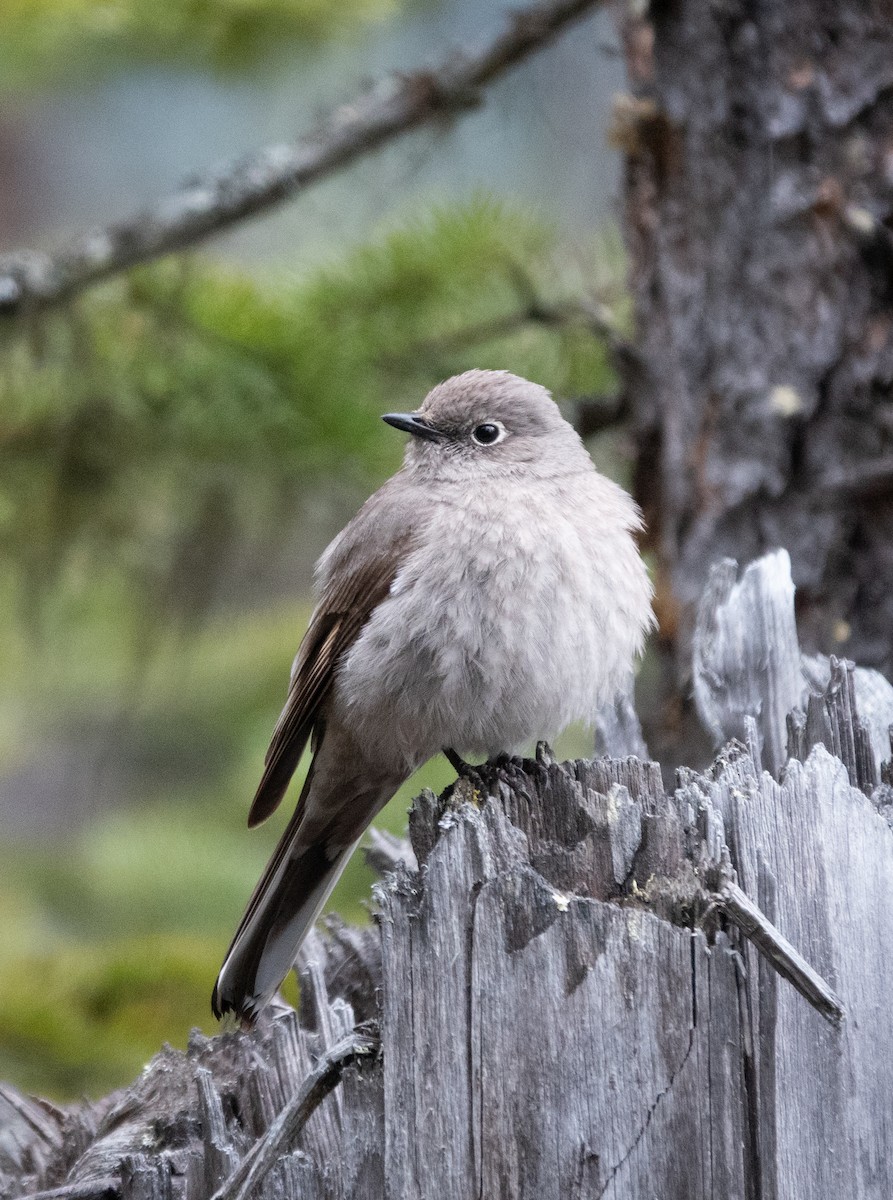 Townsend's Solitaire - ML646584609