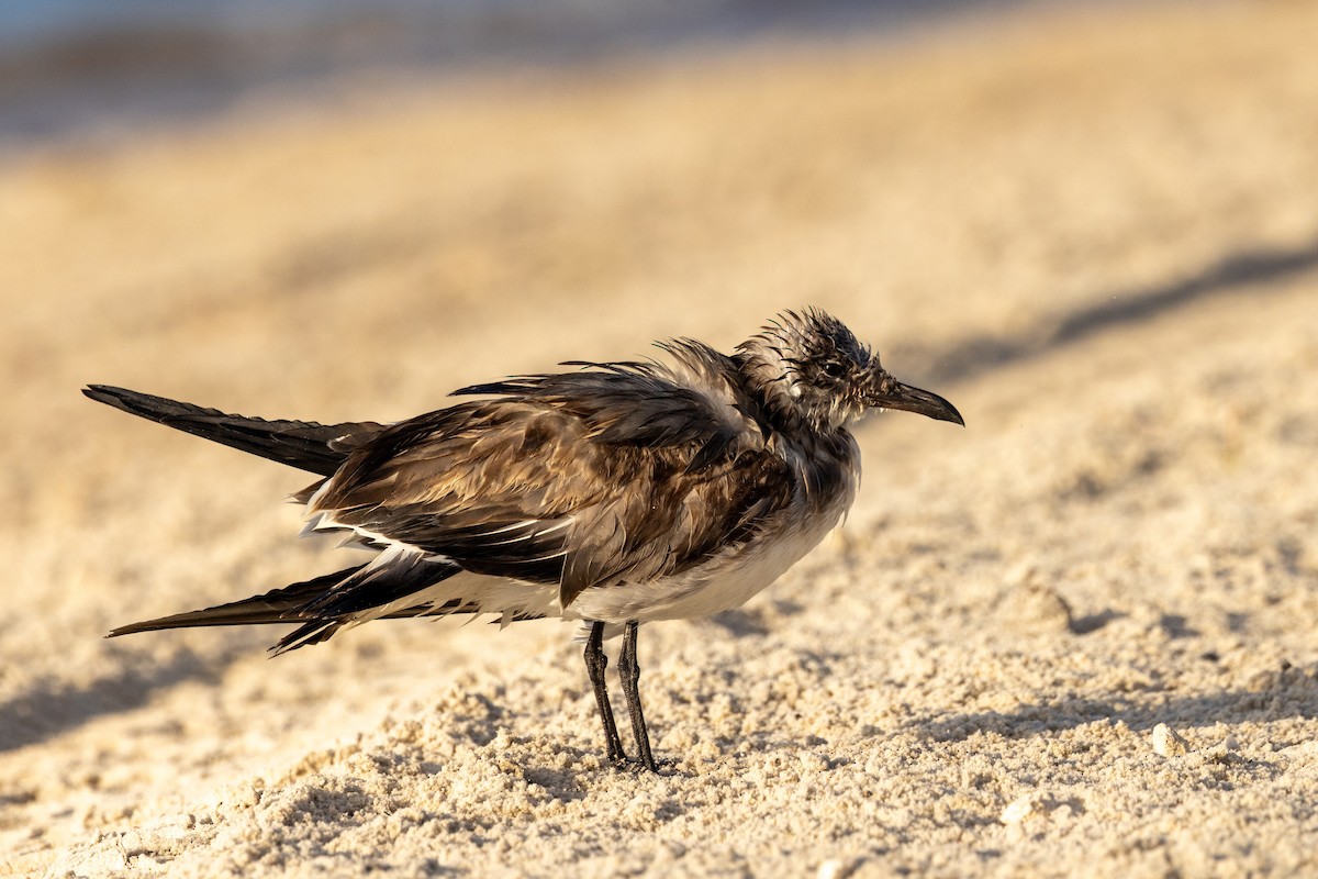 Ацтекская чайка - ML646584617