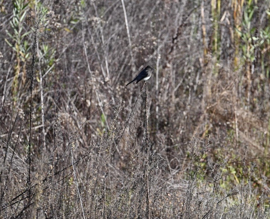 Moucherolle noir - ML646584618