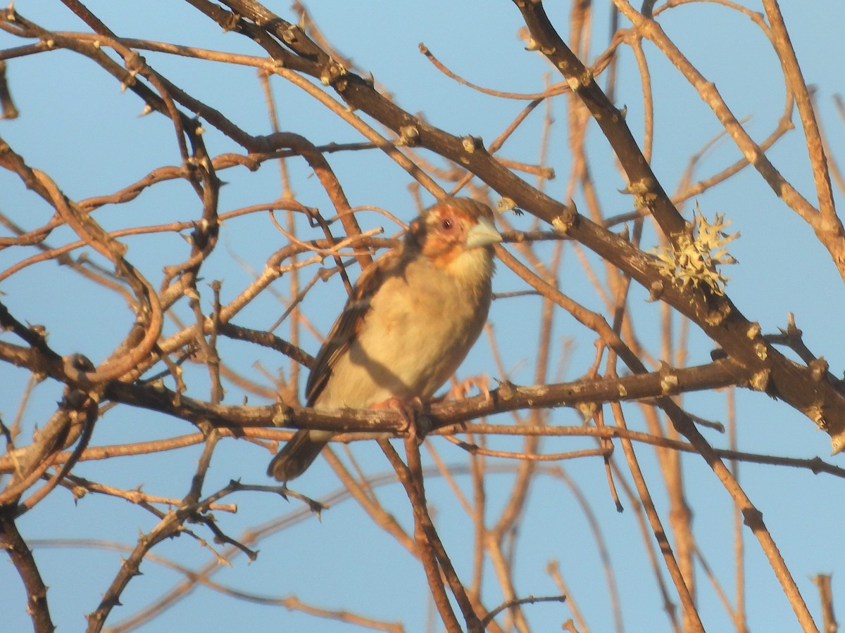 Sakalava Weaver - ML646584619