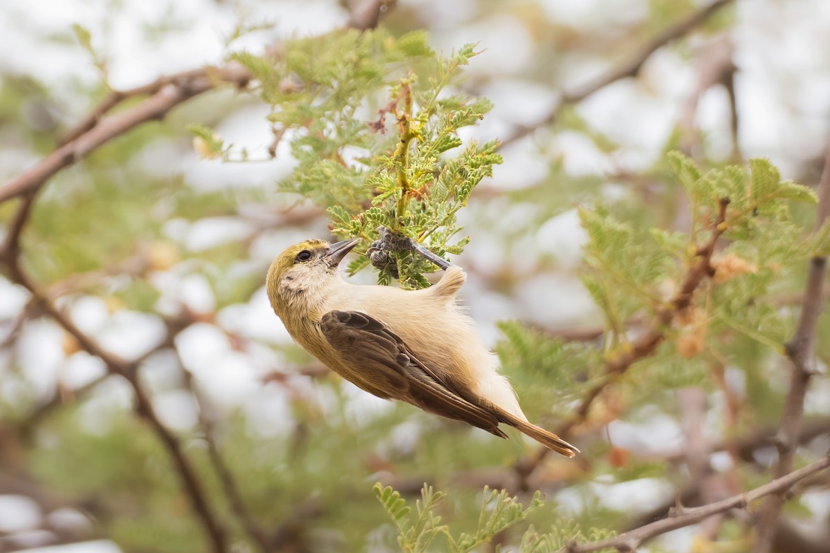 Pájaro Moscón Sudanés - ML646584620