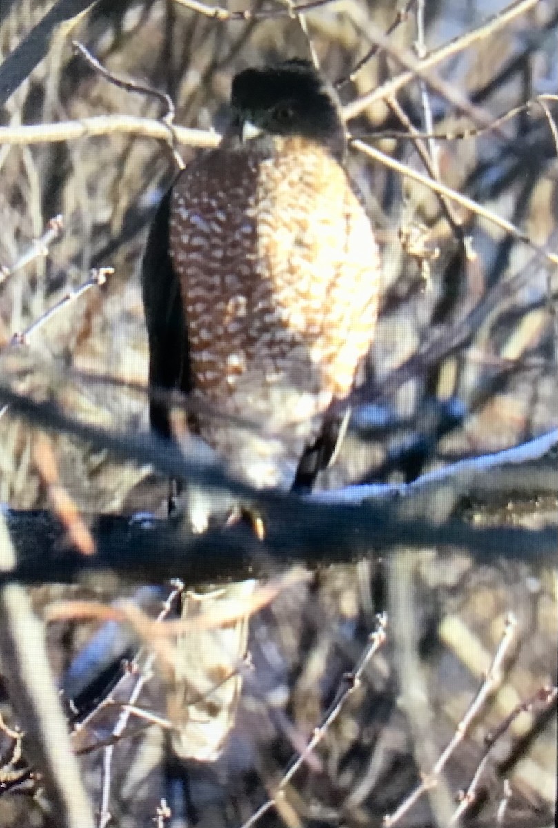 Cooper's Hawk - ML646584625