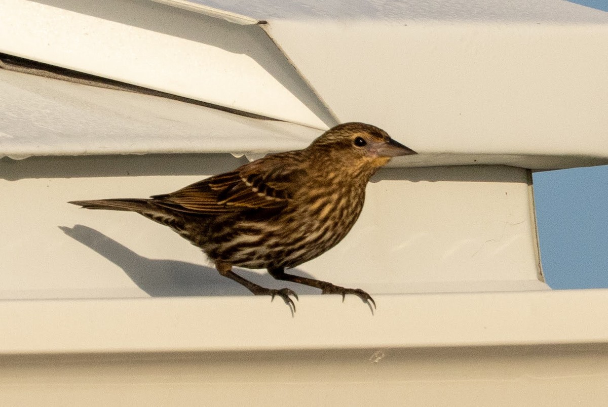 Red-winged Blackbird - ML646584626