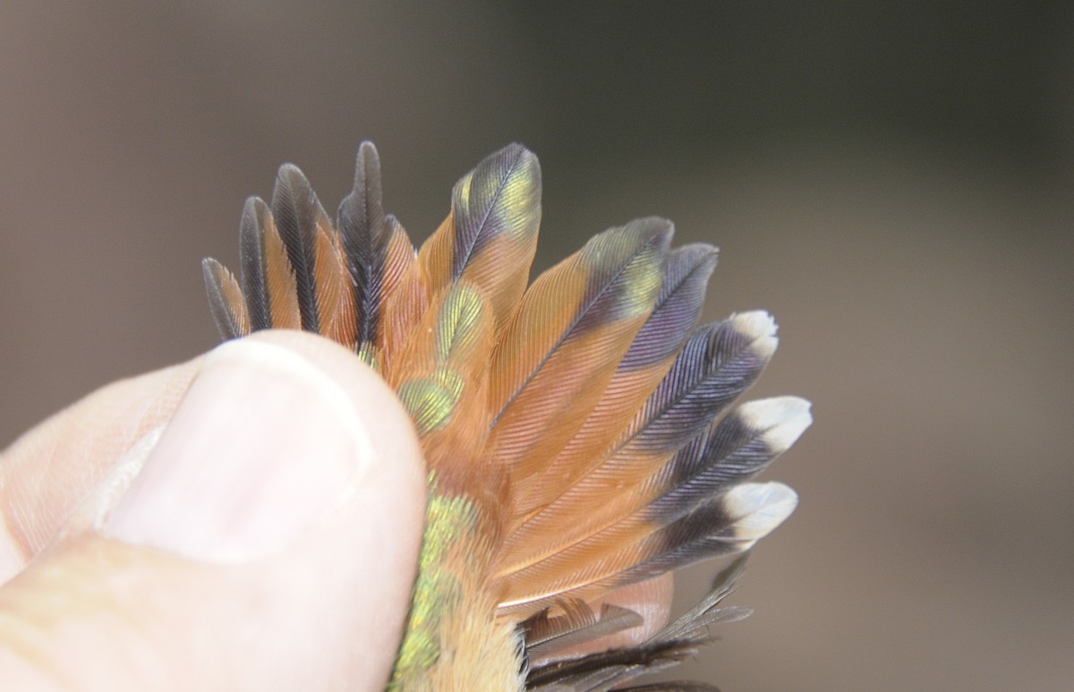 Rufous Hummingbird - ML646584627