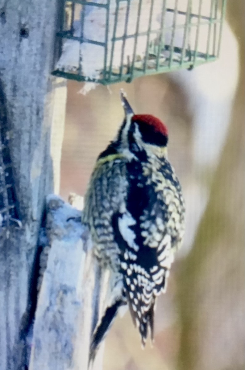 シルスイキツツキ - ML646584630