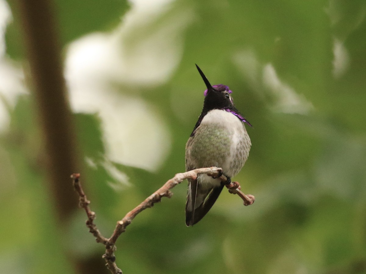 Costa's Hummingbird - ML646584631