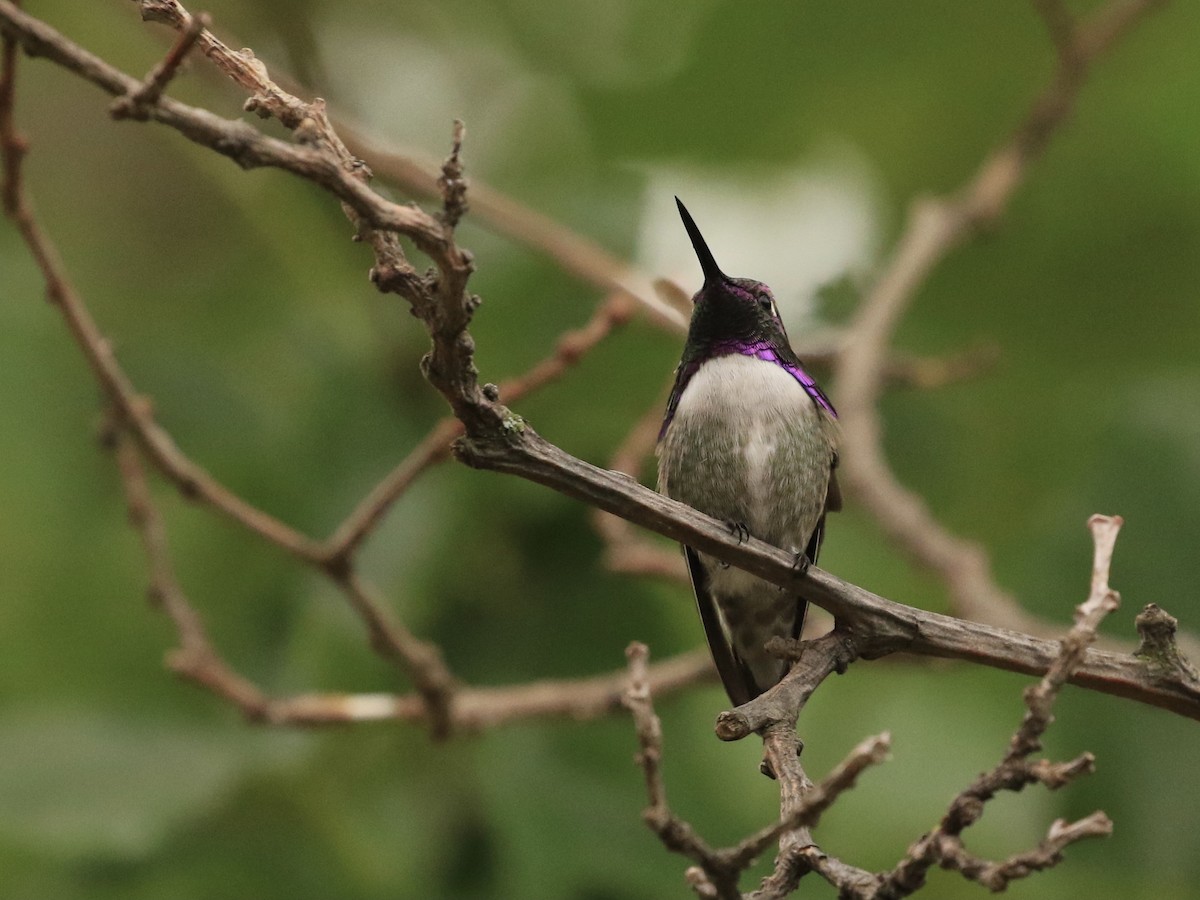 Costa's Hummingbird - ML646584632