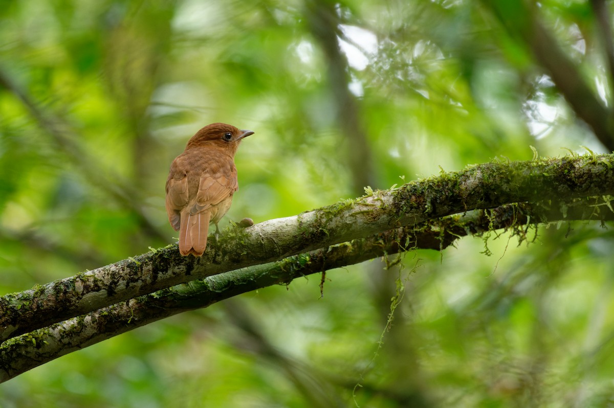 Rufous Mourner - ML646584635