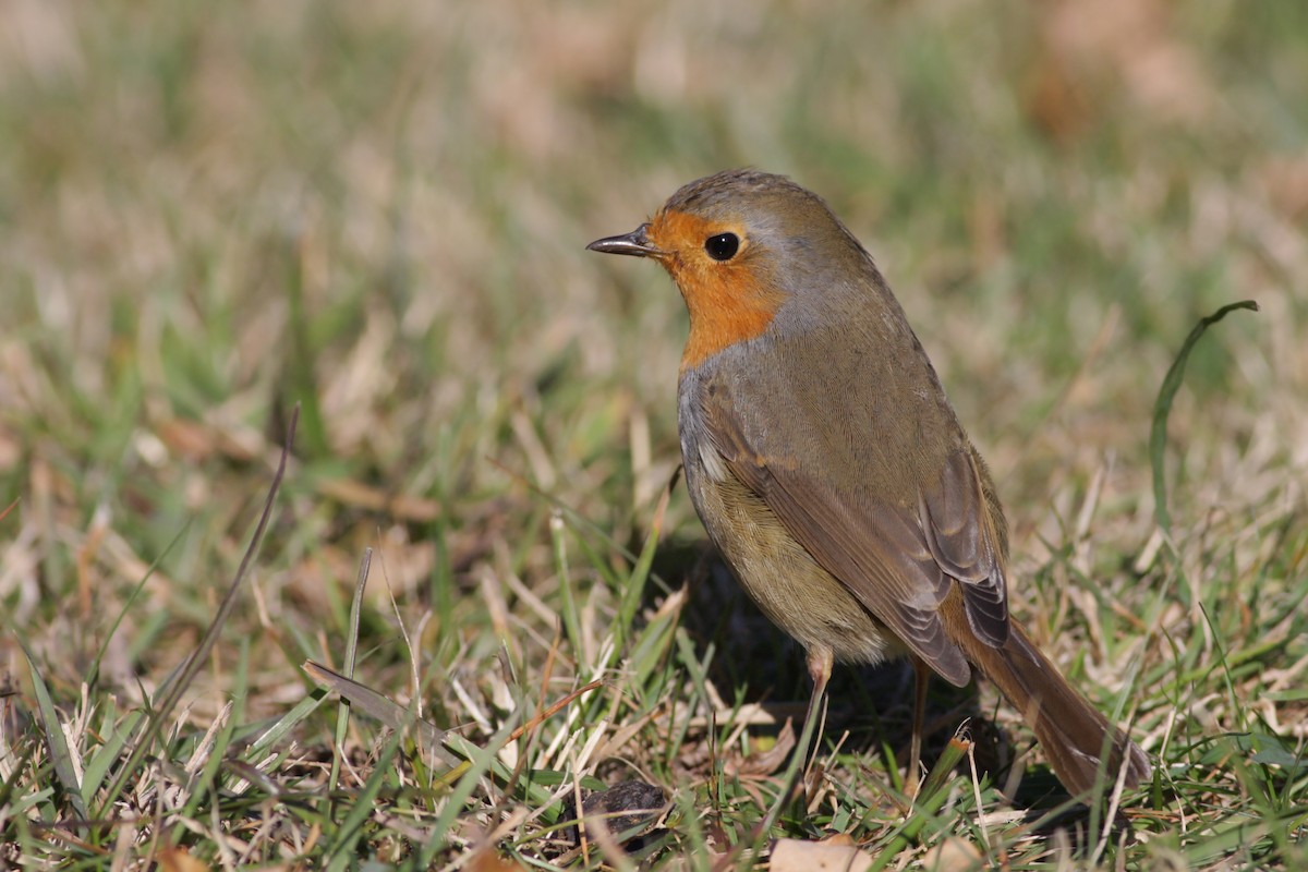 European Robin - ML646584638