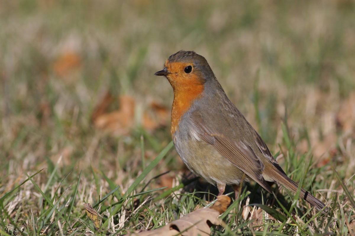 European Robin - ML646584639