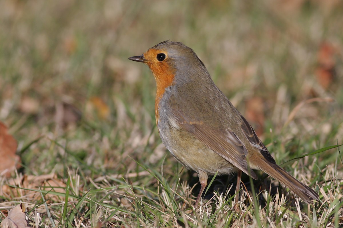 European Robin - ML646584640