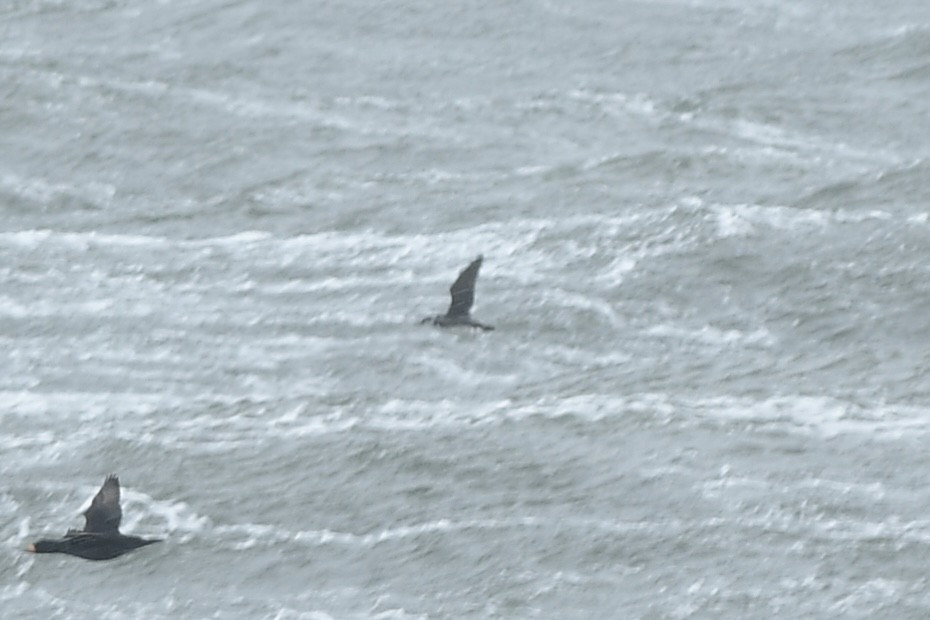 Common Murre - ML646584641